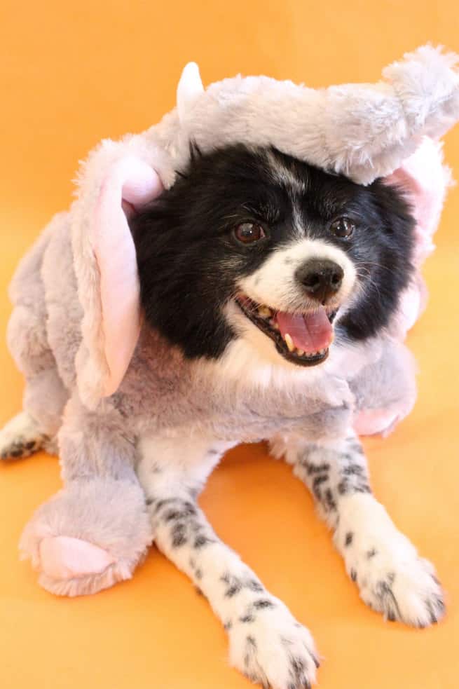 Mr.Pink-Elephant-Halloween Dog- costume